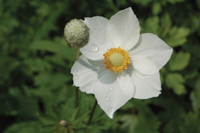 Snowdrop Windflower - Anemone sylvestris