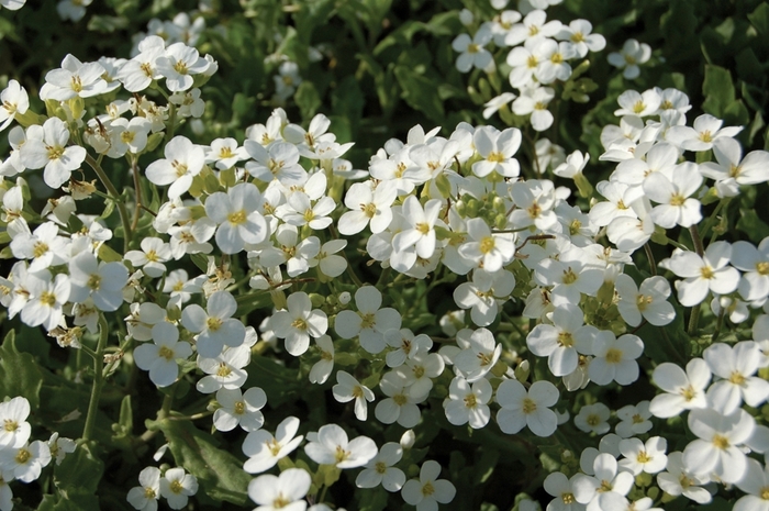 'Snowcap' Rock Cress - Arabis caucasica