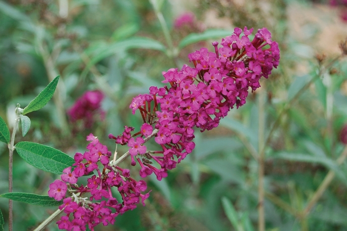 'Royal Red' Butterfly Bush - Buddleia davidii