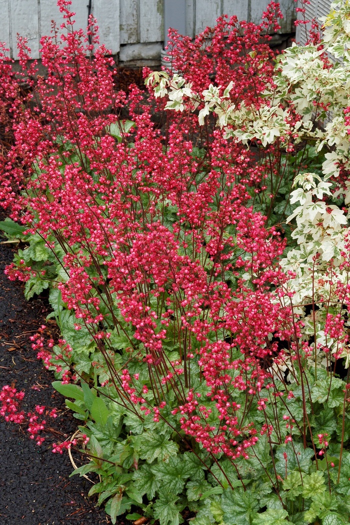 Heuchera 'Paris' | Coral Bells | Pots and Plants on the Pike