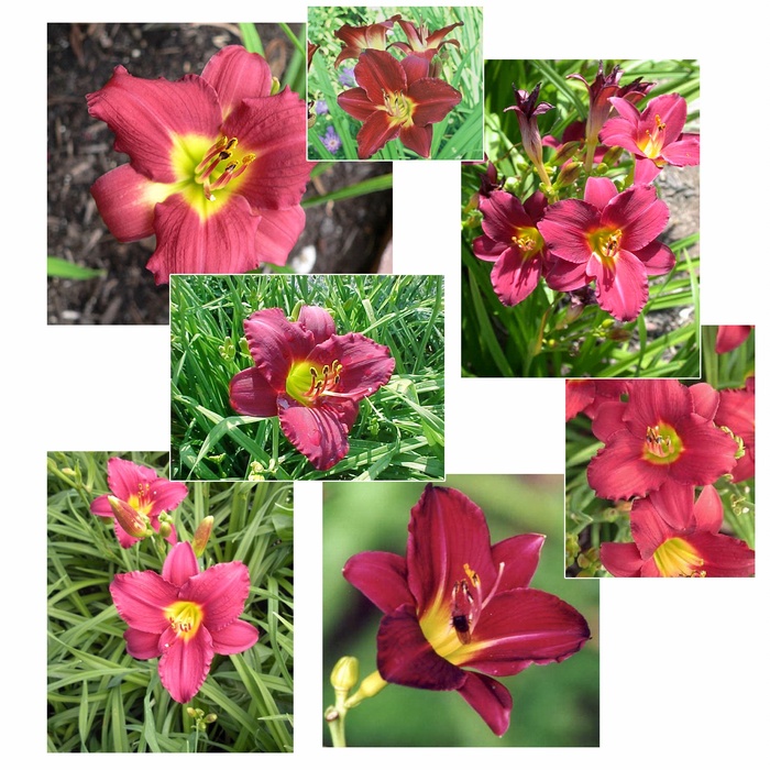 'Pardon Me' Daylily - Hemerocallis 