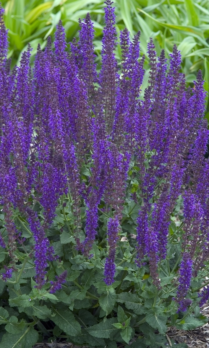 'May Night' Meadow Sage - Salvia x sylvestris