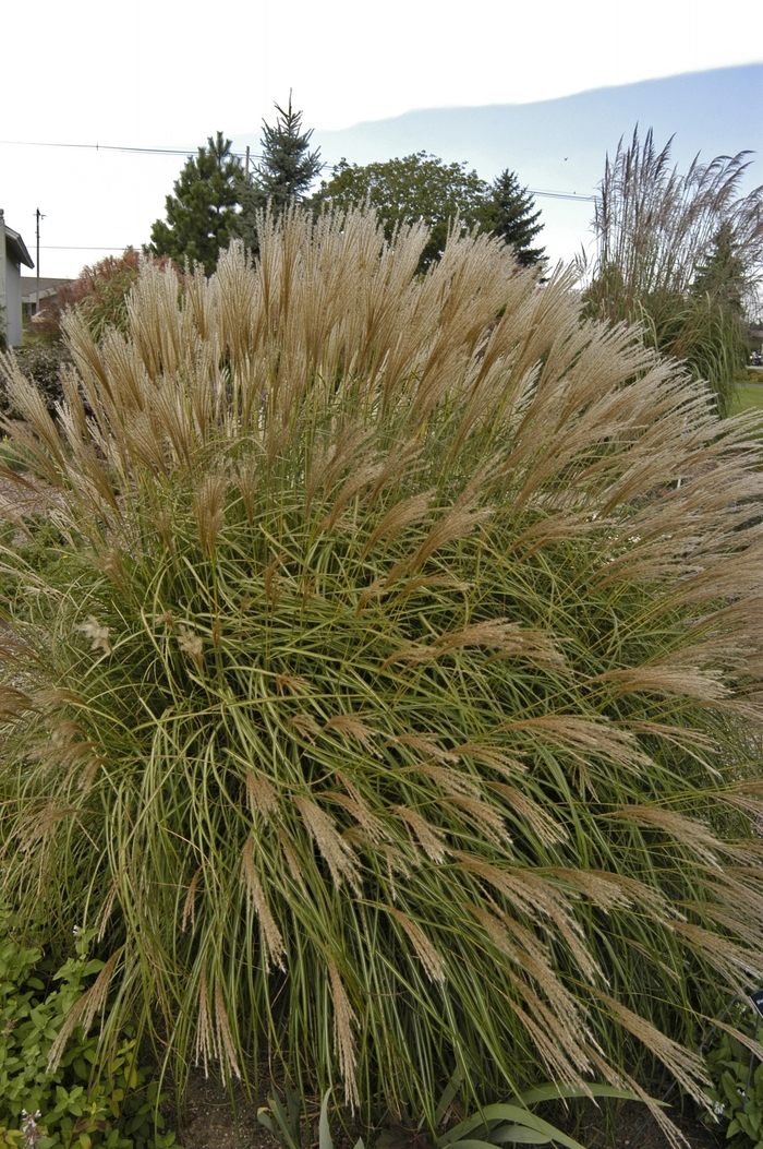 'Adagio' Dwarf Japanese Silver Grass - Miscanthus sinensis