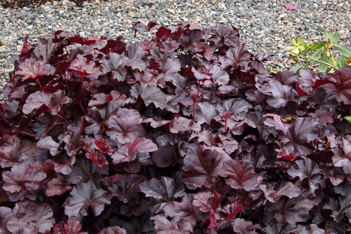 ''Obsidian'' Coral Bells - Heuchera 