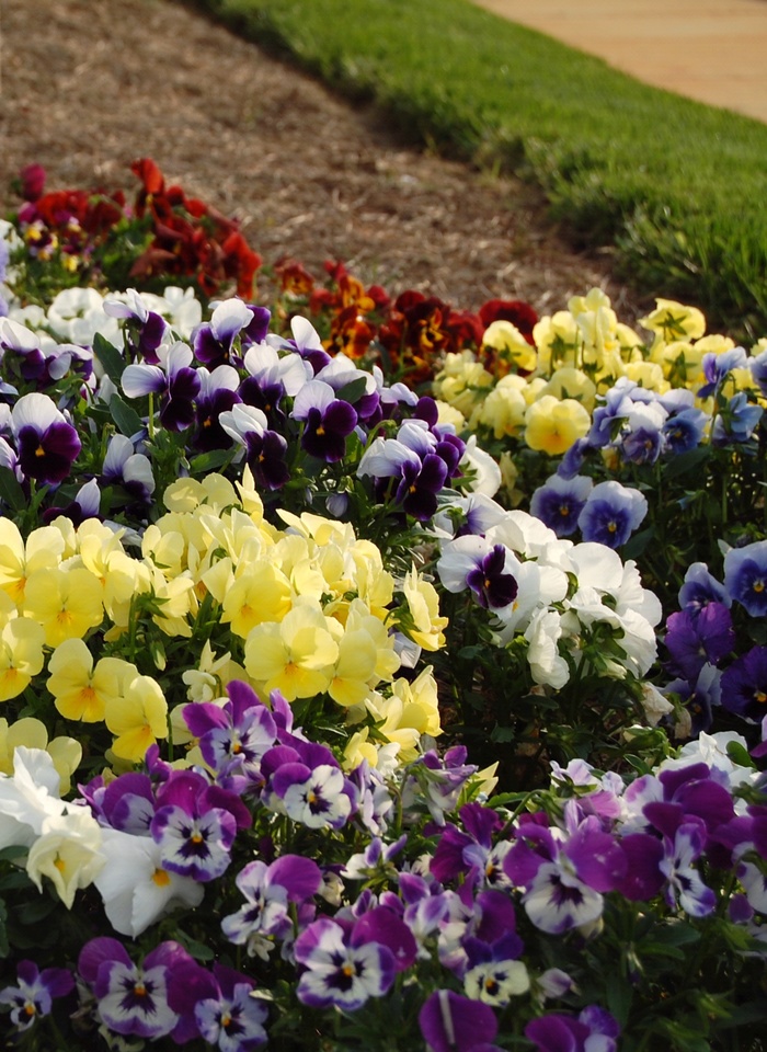 'Multiple Varieties' Pansy - Viola 