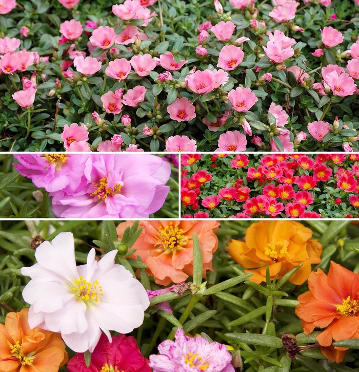 'Multiple Varieties' - Portulaca 