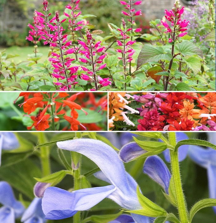 'Multiple Varieties' Flowering Sage - Salvia 