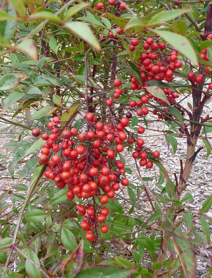 Heavenly Bamboo - Nandina domestica