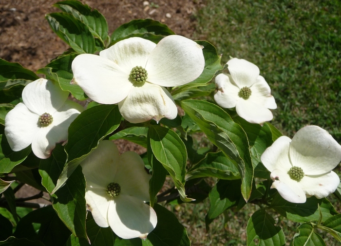 Chinese Dogwood or Kousa Dogwood - Cornus kousa