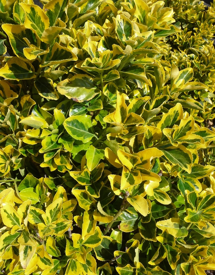 ''Aureo-marginatus'' Golden Euonymus - Euonymus japonicus