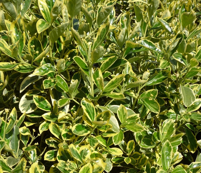 ''Silver King'' Japanese Euonymus - Euonymus japonicus