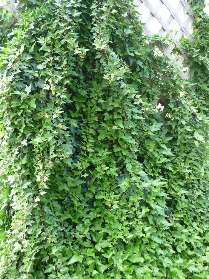 English Ivy - Hedera helix