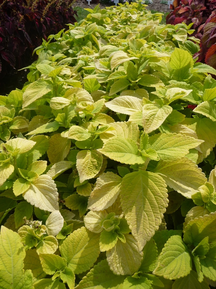 ''LifeLime'' - coleus scutellarioides