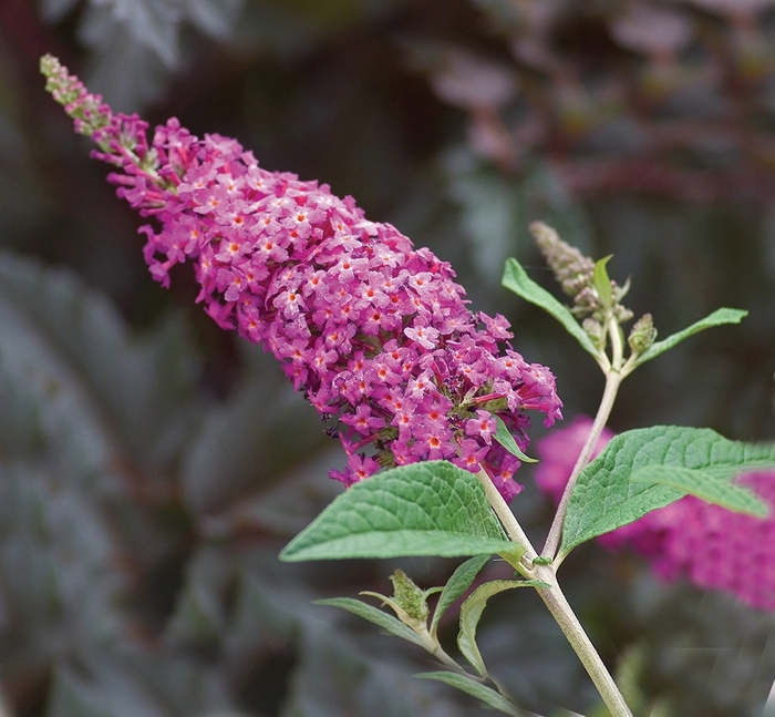 ''Miss Ruby'' Butterfly Bush - Buddleia 