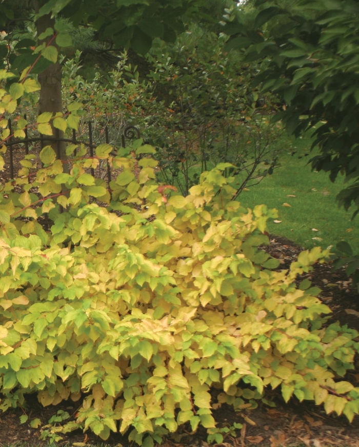 ''Arctic Fire® Red'' Red-Osier Dogwood - Cornus stolonifera