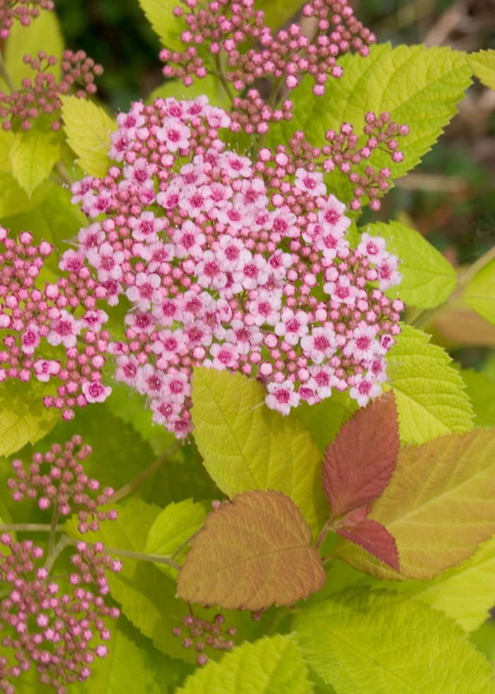 Double Play ''Big Bang®'' - Spiraea (Spirea)