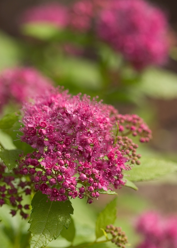 Double Play® 'Gold' - Spiraea japonica (Spirea)