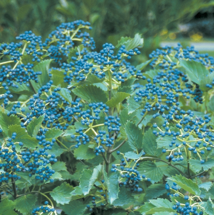 ''Blue Muffin®'' Arrowwood Viburnum - Viburnum dentatum