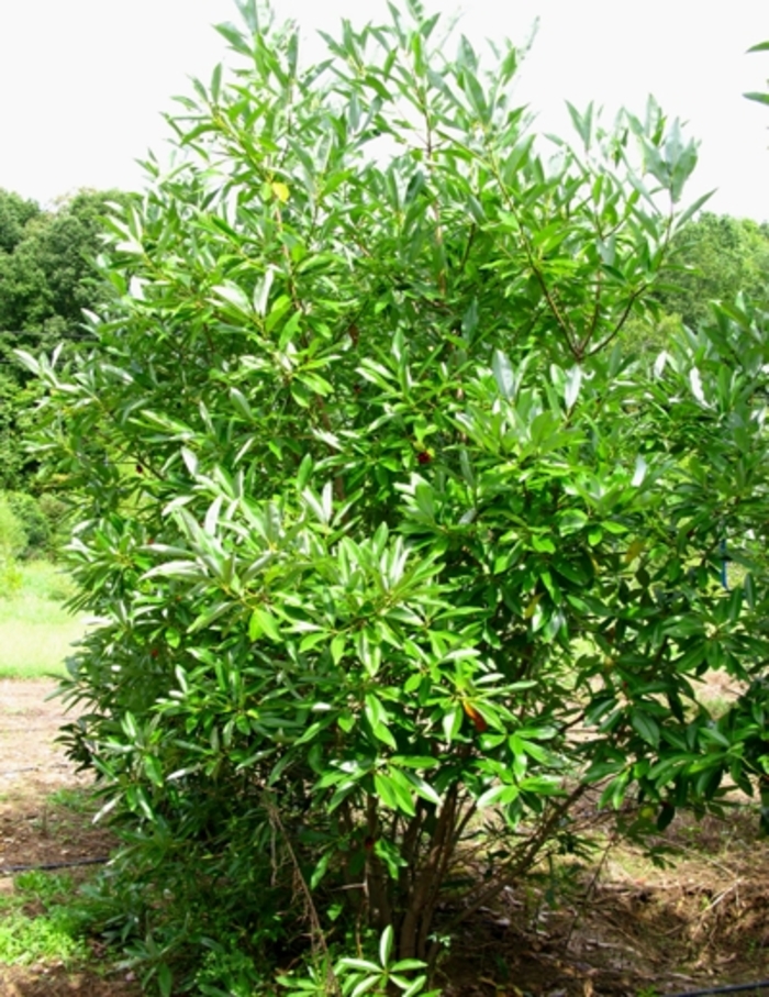 Sweetbay Magnolia - Magnolia virginiana