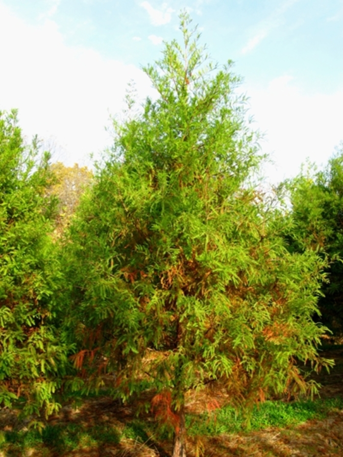 Taxodium Distichum Bald Cypress House Marshes Offer 10 