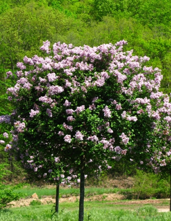 'Palibin' Dwarf Korean Lilac - Syringa meyeri