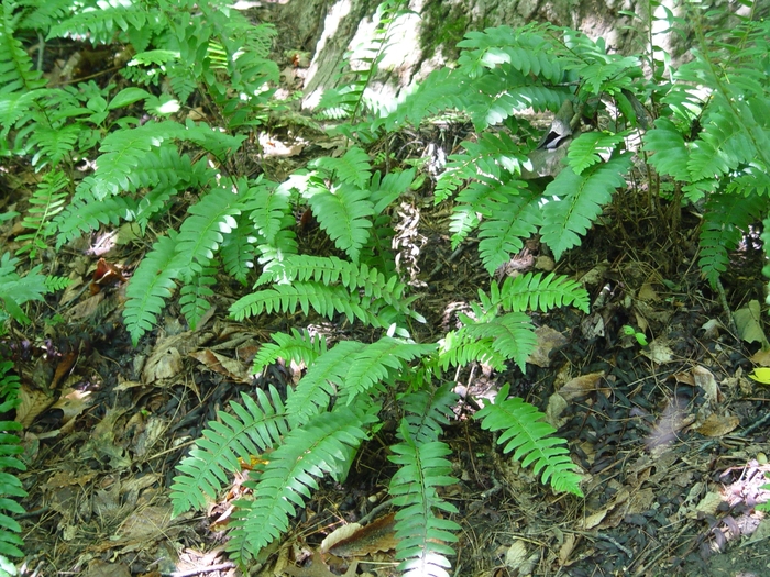 Christmas Fern - Polystichum acrostichoides