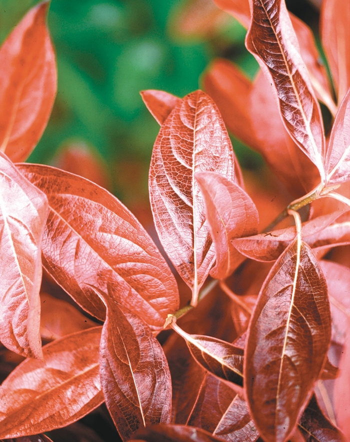 'Winterthur' Smooth Witherod Viburnum - Viburnum nudum