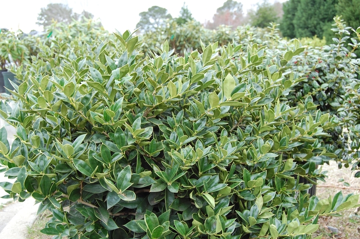 'Carissa' Chinese Holly - Ilex cornuta