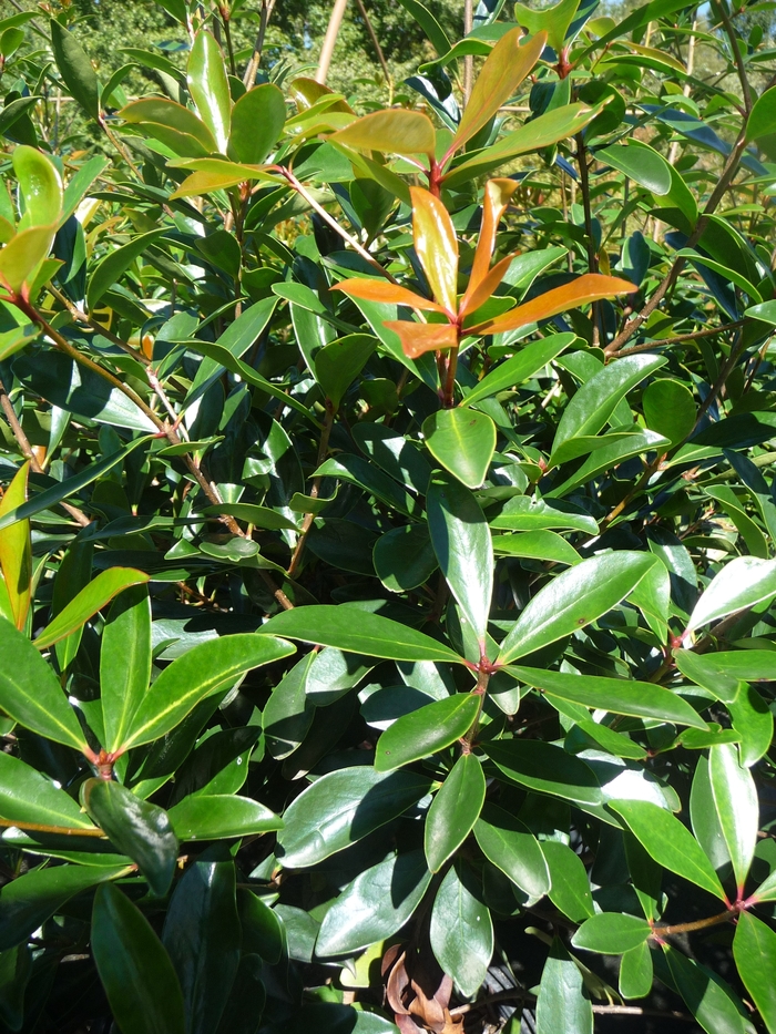 Japanese Cleyera - Ternstroemia gymnanthera