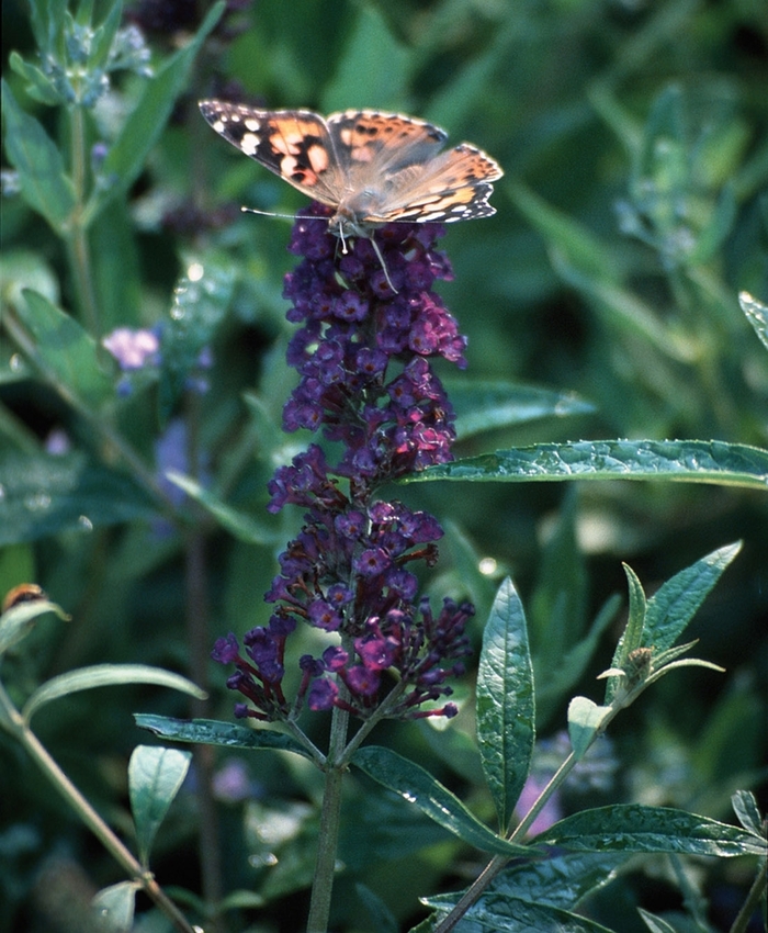 'Black Knight' Butterfly Bush - Buddleia davidii