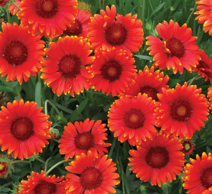 Mesa™ 'Red' - Gaillardia x grandiflora (Blanket Flower)