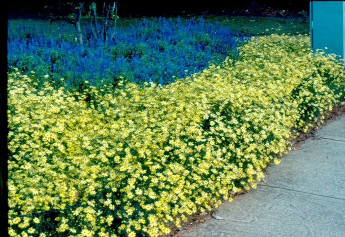 'Moonbeam' Tickseed - Coreopsis verticillata