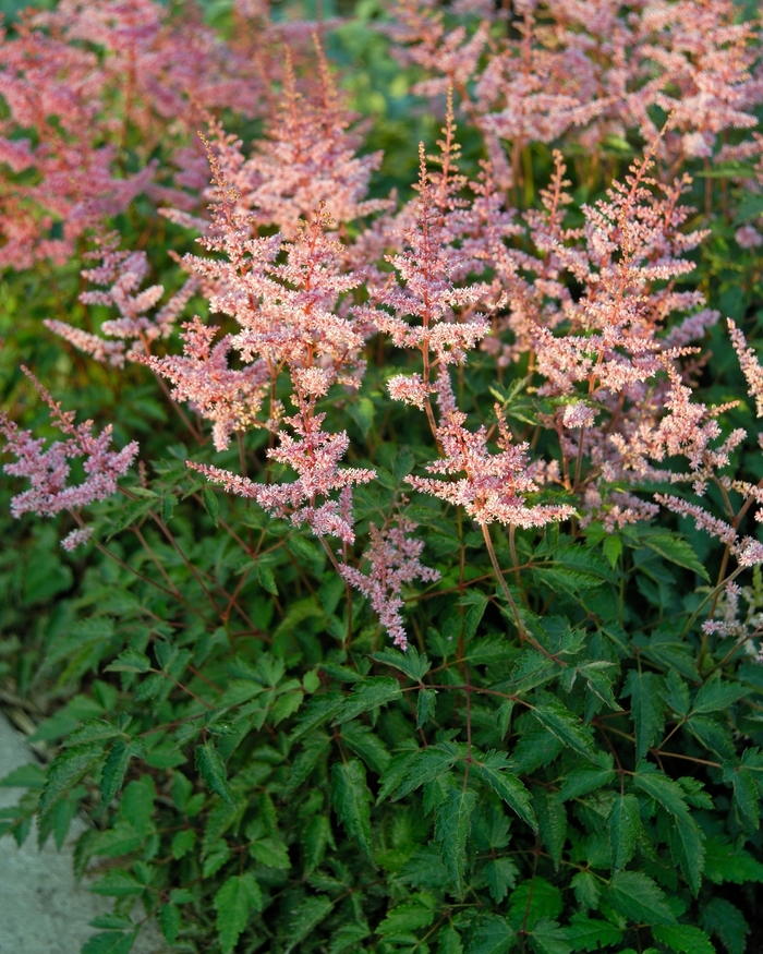 'Key Largo' False Spirea - Astilbe simplicifolia