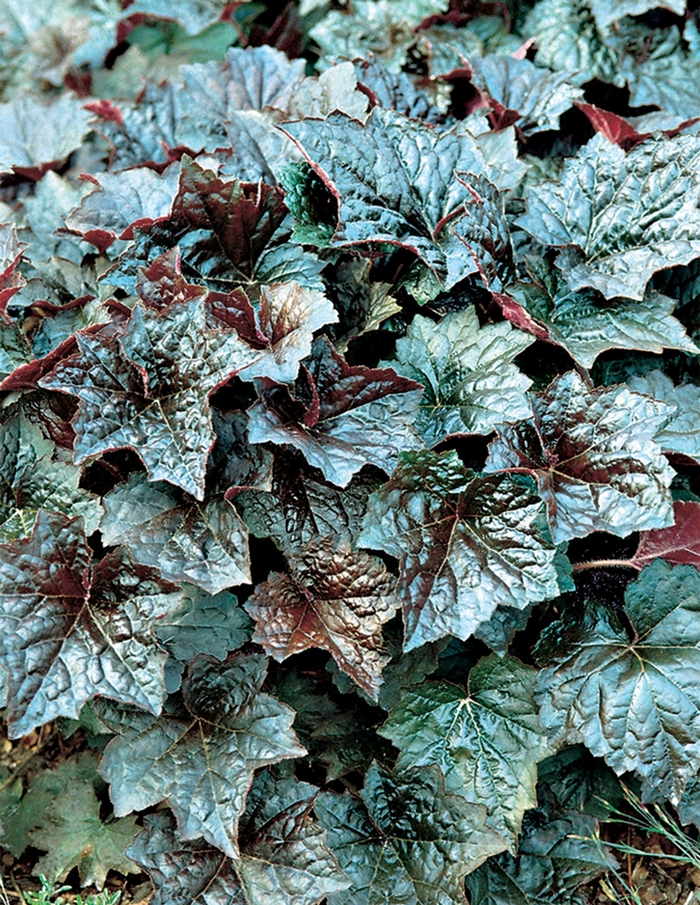 'Palace Purple' Coral Bells - Heuchera americana