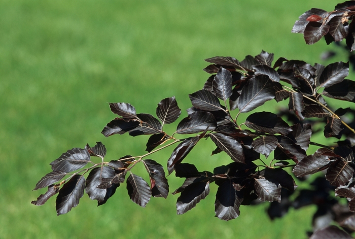 'Purple Fountain' European Beech - Fagus sylvatica