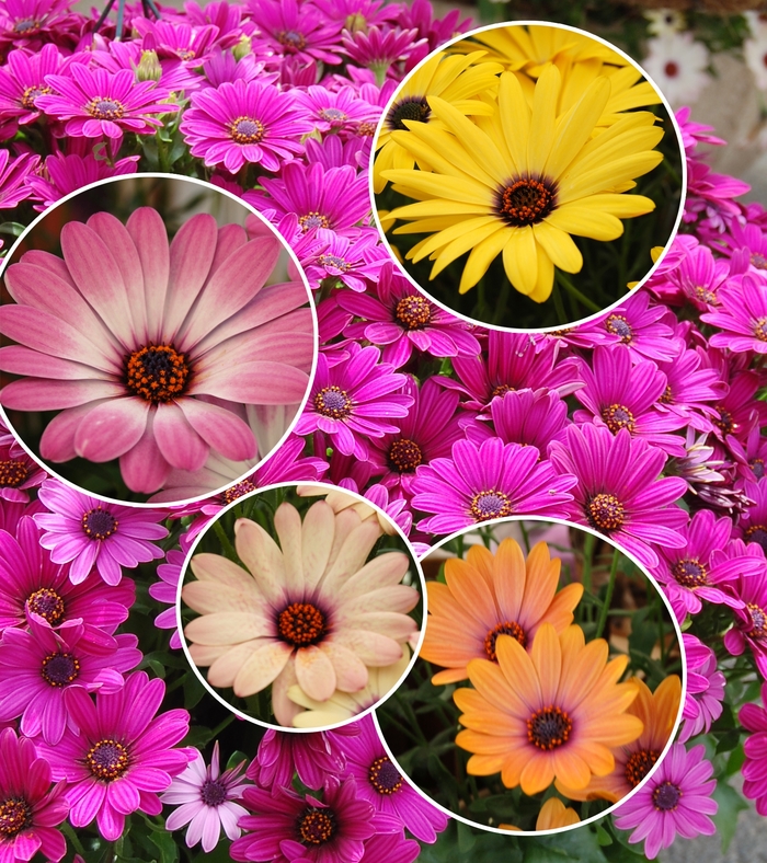 Cape Daisy - Osteospermum 