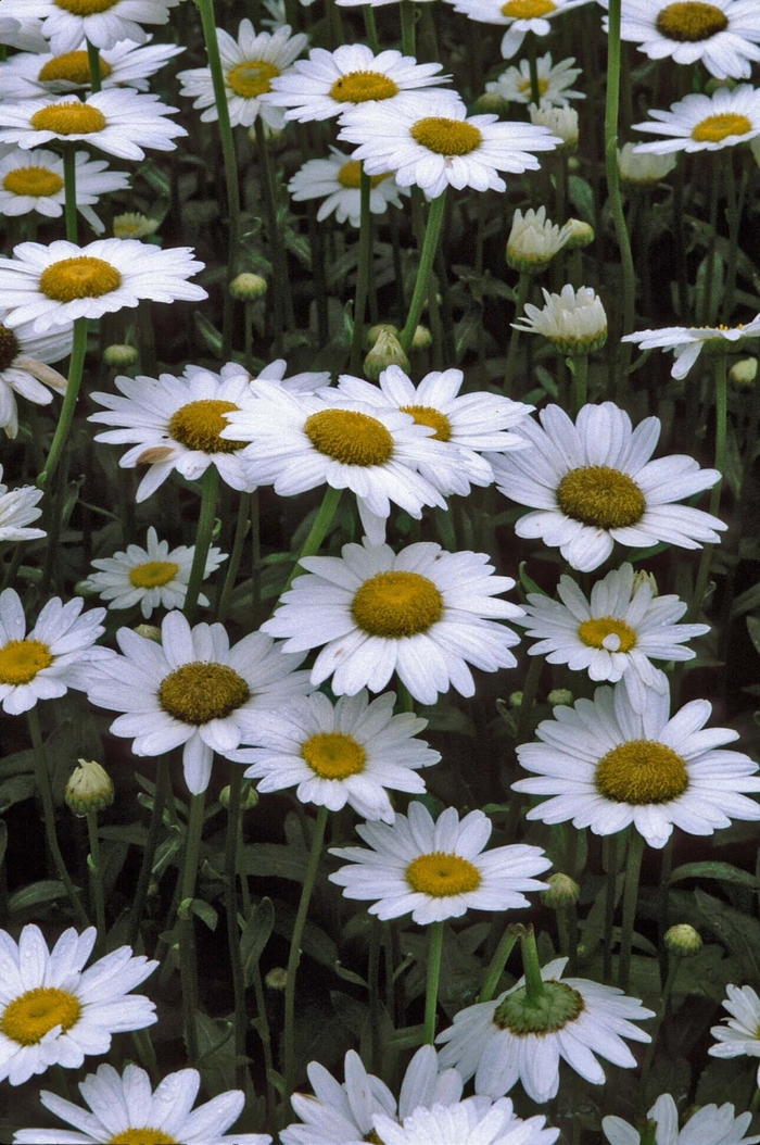 'Becky' Shasta Daisy - Leucanthemum x superbum