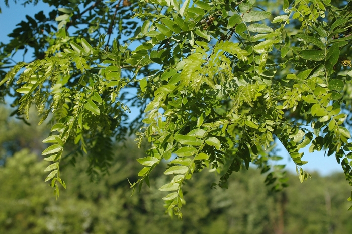 'Shademaster' Honeylocust - Gleditsia triacanthos var. inermis