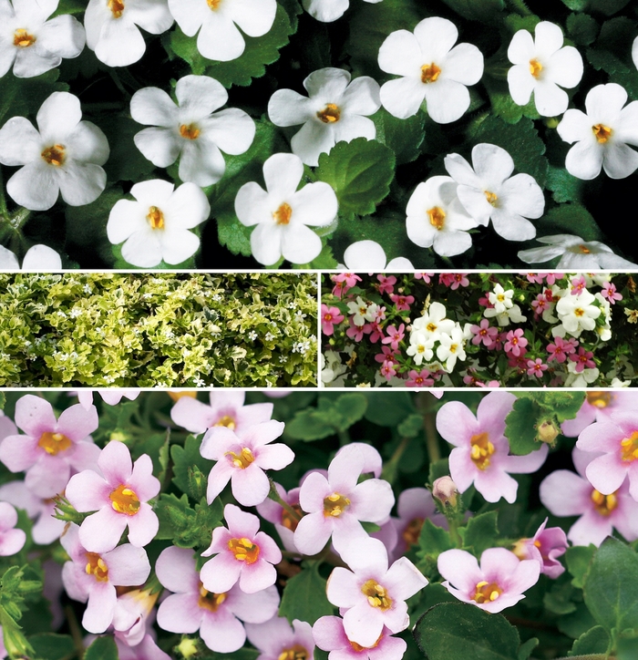 Assorted, Bacopa - 