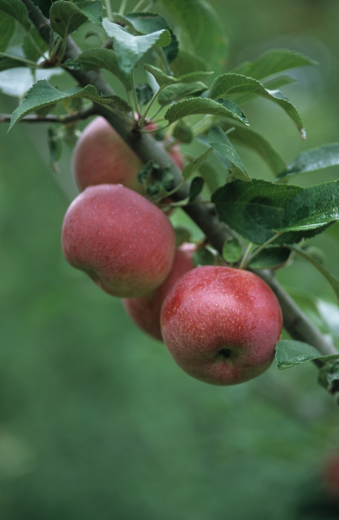 Red Apple - Malus domestica