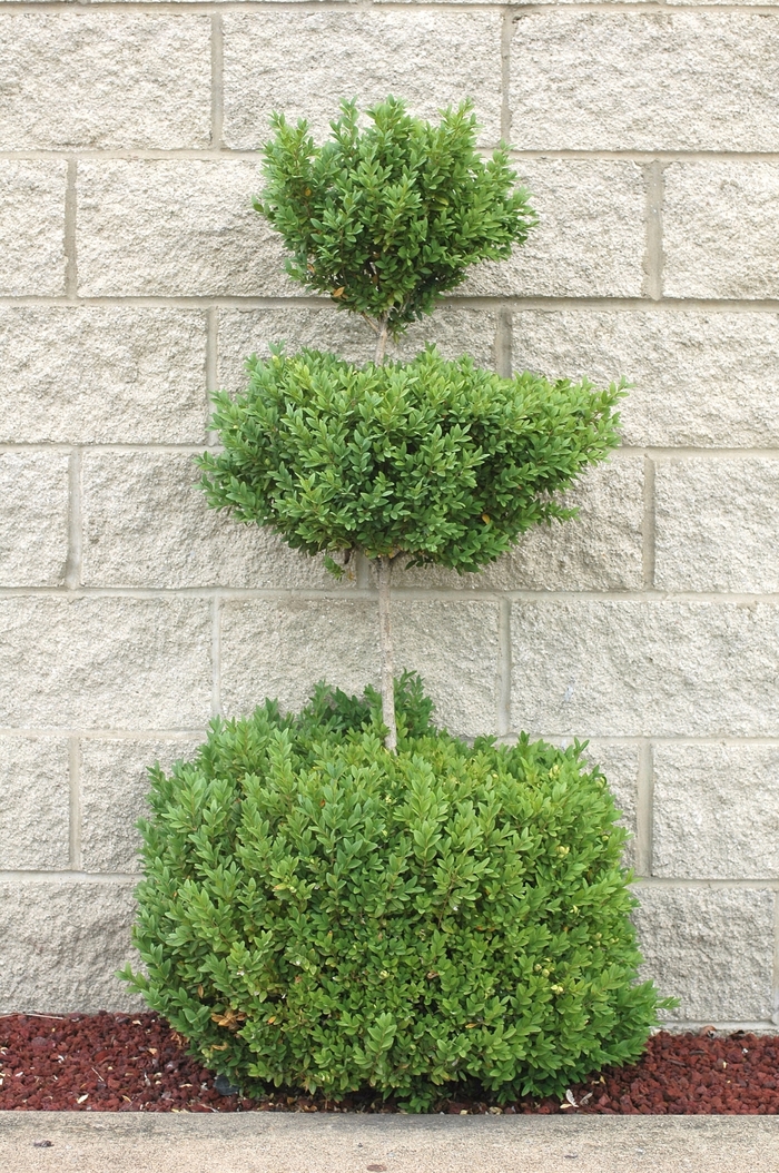 Topiary Boxwood - Buxus 