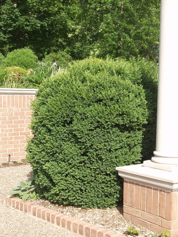 'John Baldwin' Boxwood - Buxus microphylla