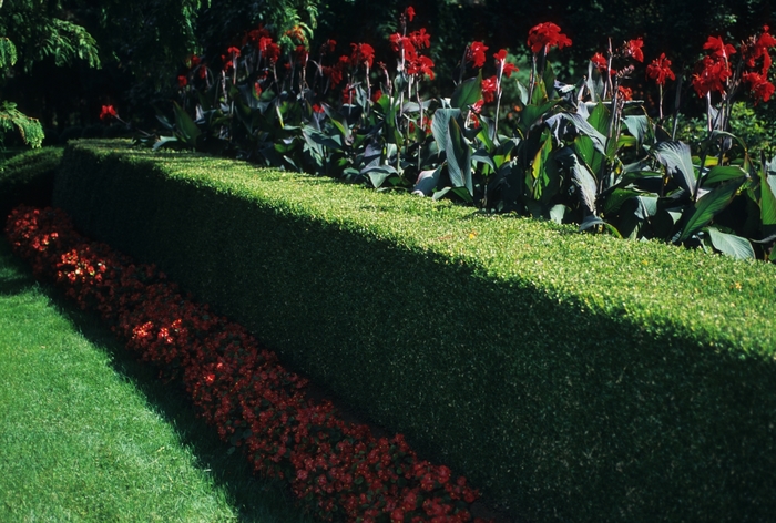 Boxwood - Buxus microphylla var. koreana