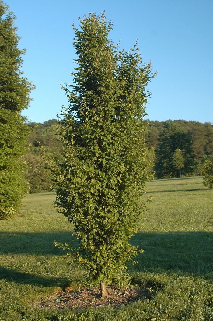 'Frans Fontaine' Hornbeam - Carpinus betulus