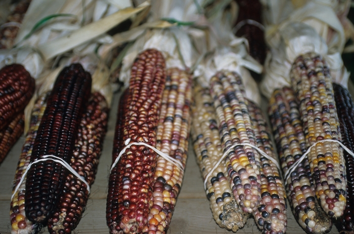 Indian Corn - 