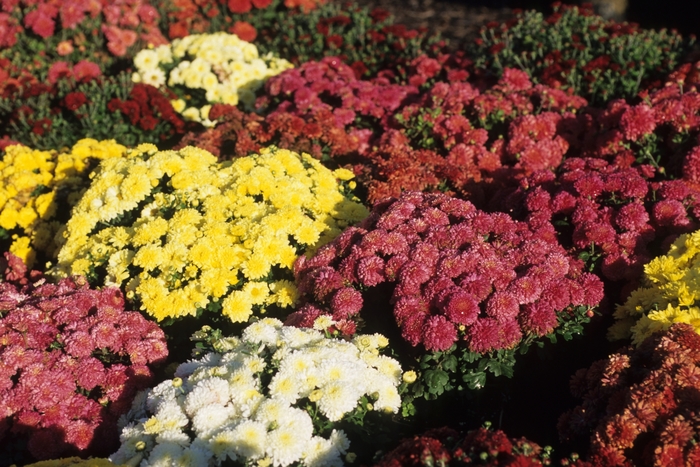 Assorted Garden Mum - 12 Container Rosso Riverstone