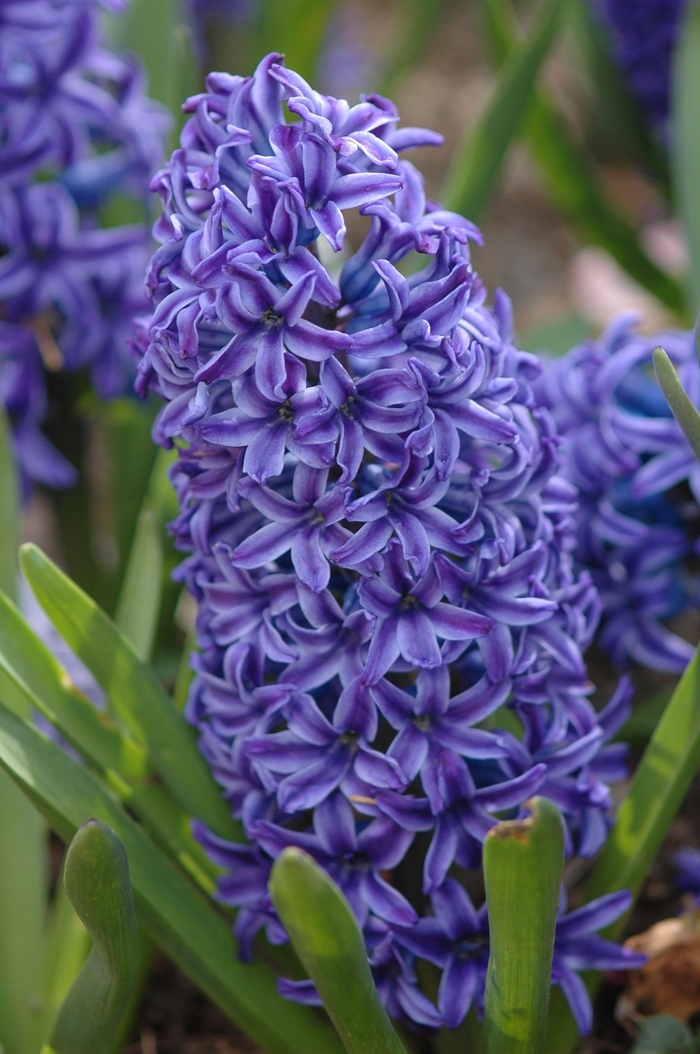 Hyacinth - Hyacinthus orientalis