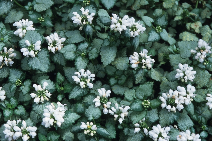 White Deadnettle - Lamium album