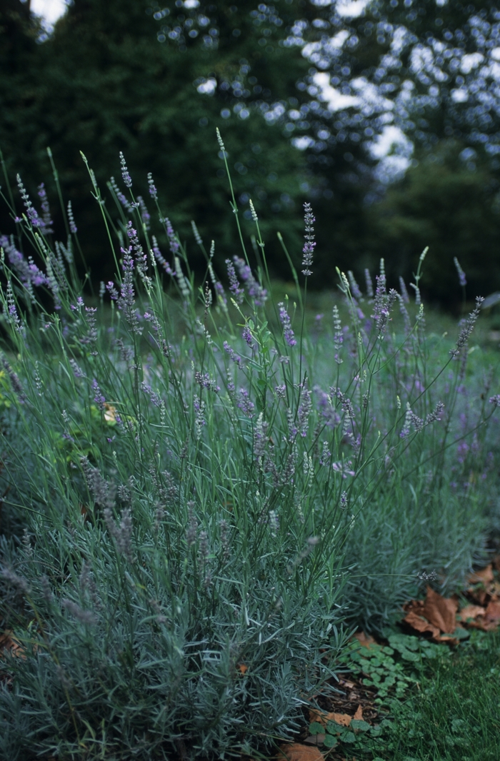 'Provence' Provence French Lavender - Lavandula x intermedia