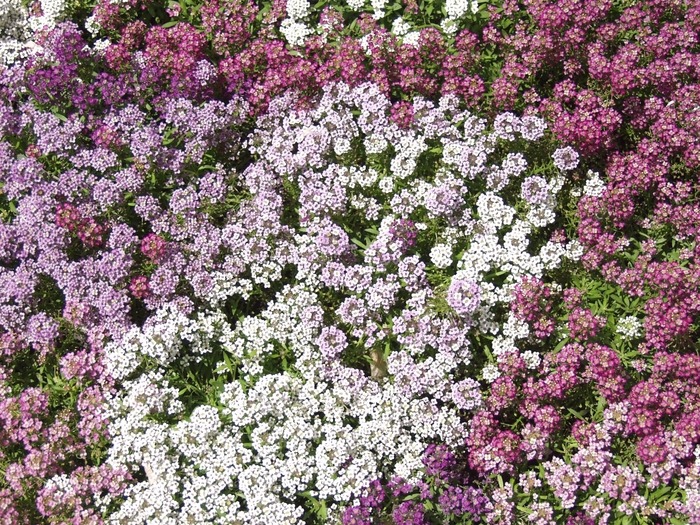 Sweet Alyssum - Lobularia maritima